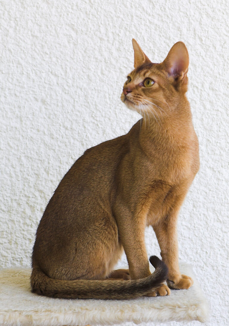 Abyssinian – Cat Breeds
