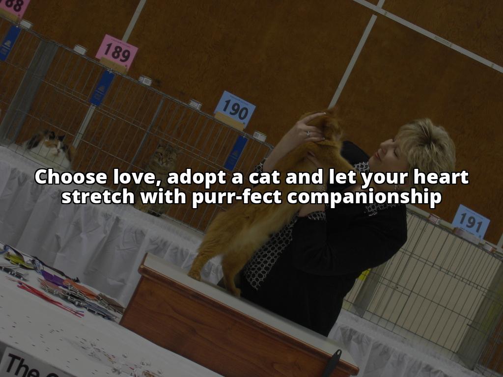 Cat Adoption 101: How to Find and Welcome Your New Feline Friend with Confidence