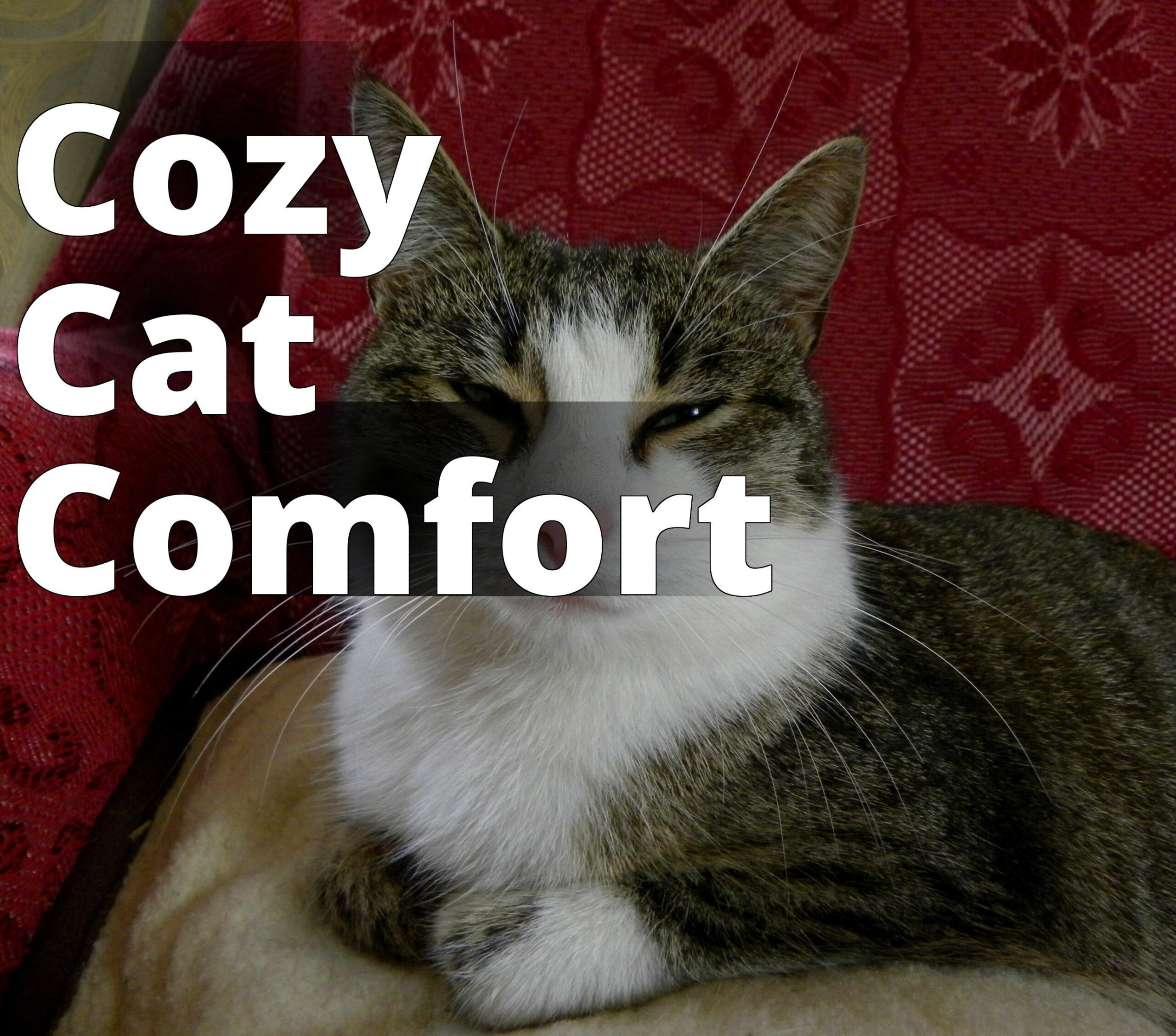 File:Mixed breed cat 06.jpg - a cat is sitting on a couch
